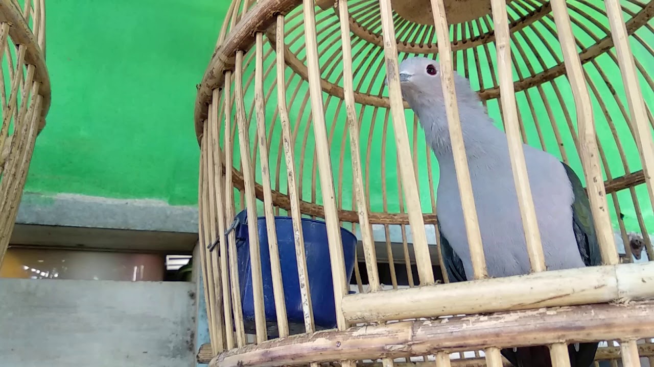 Burung pergam hijau jinak