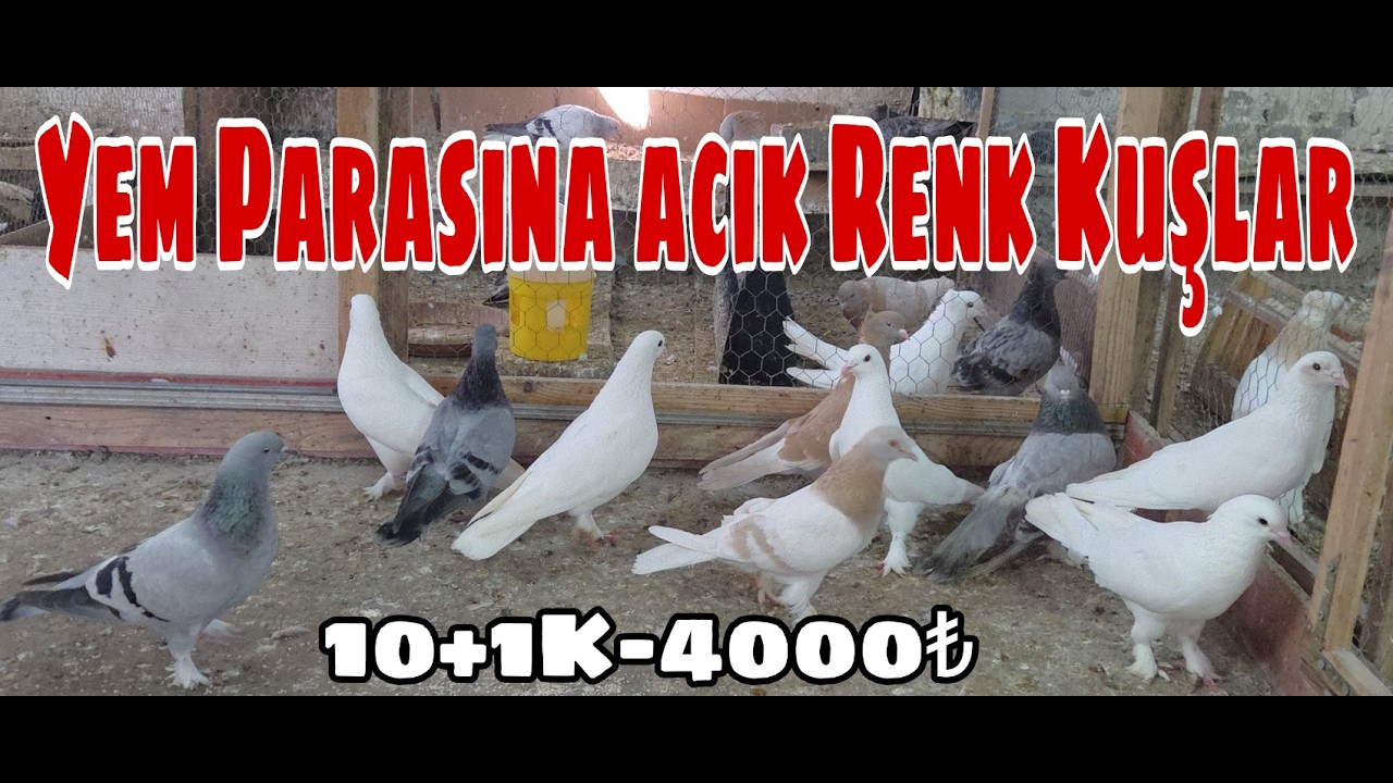 Yem Parasına Açık Renk Kuşlar. Watsap.545.550.0192