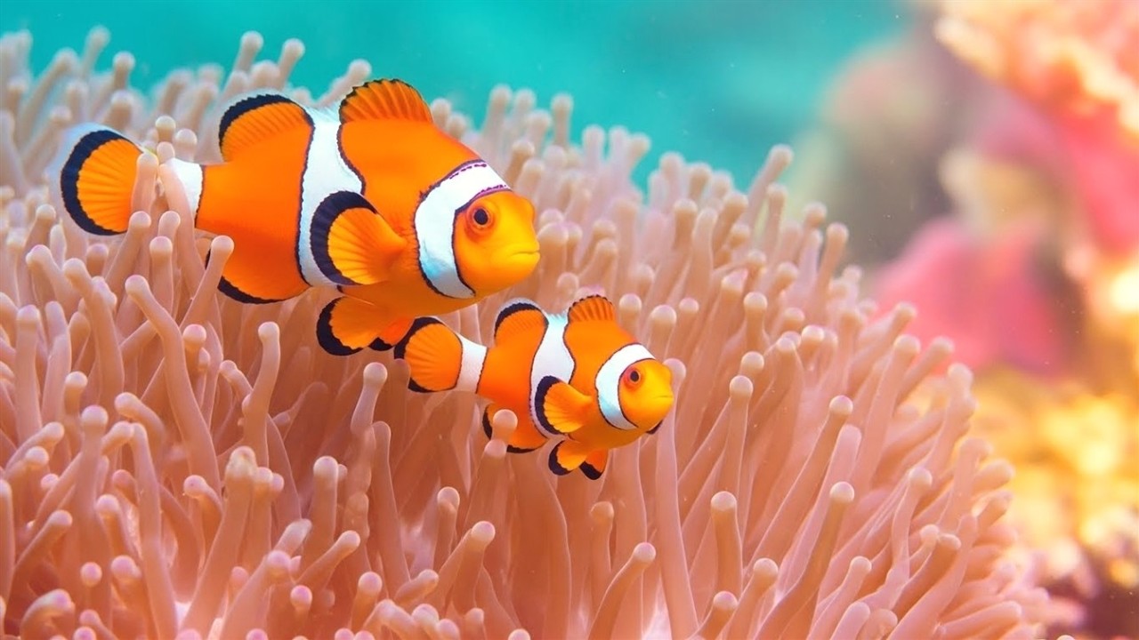 The Ultimate 4K Aquarium Experience 🌊| Mesmerizing Jellyfish, Colorful Corals & Rare Ocean Creatures