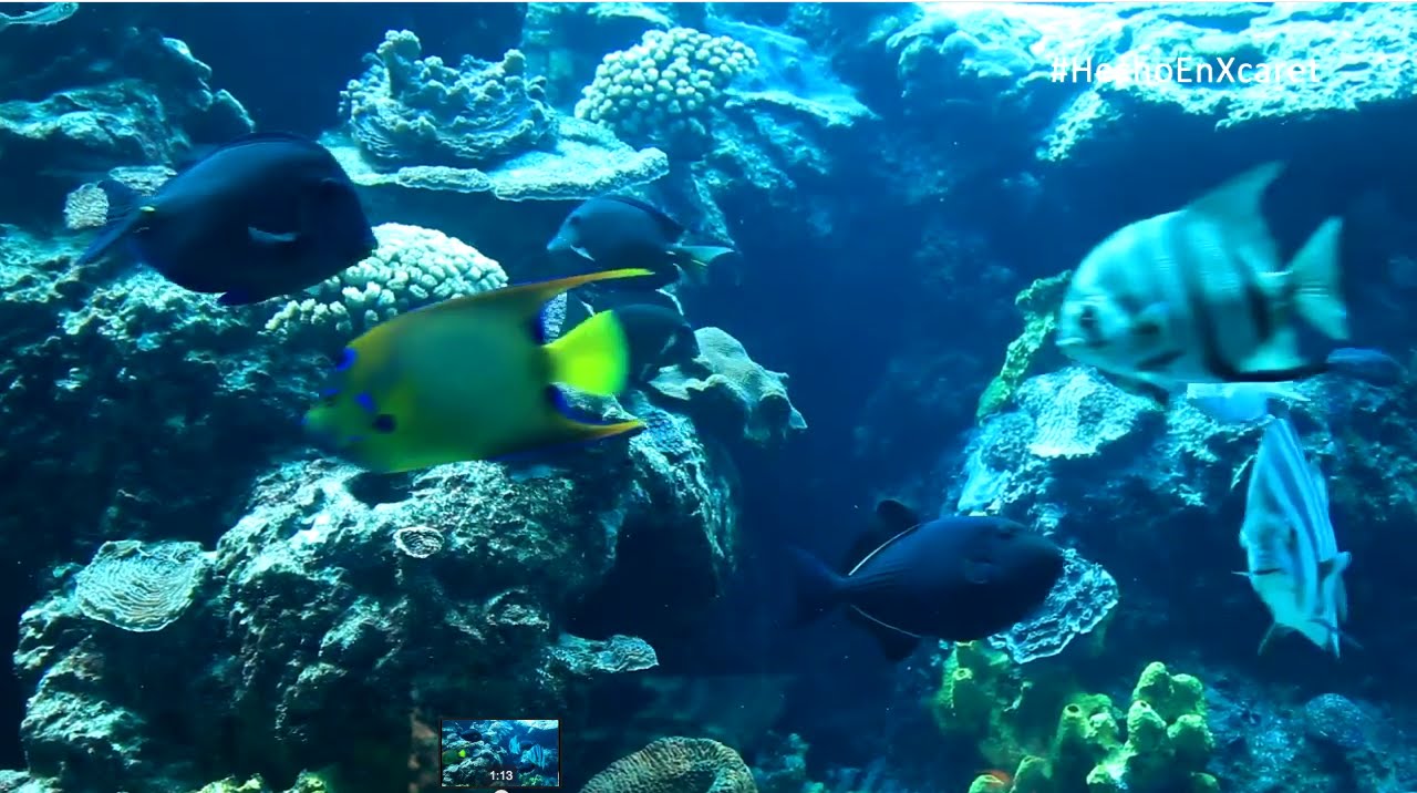 #HechoEnXcaret: Acuario | Xcaret México! Parque Ecológico en Cancún