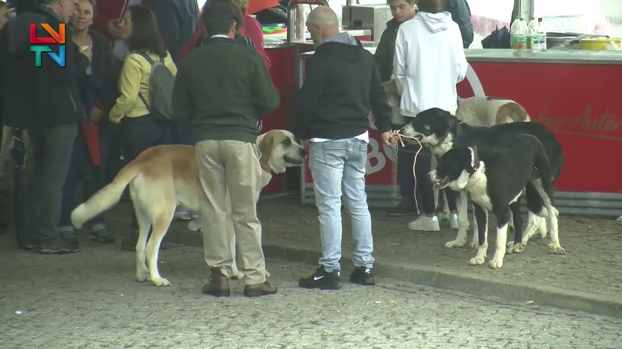 4&ordm; Concurso de C&atilde;o de Gado Transmontano