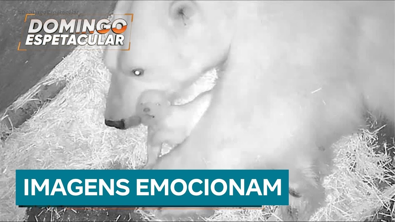 Conheça Nur, o primeiro urso polar a nascer no Brasil