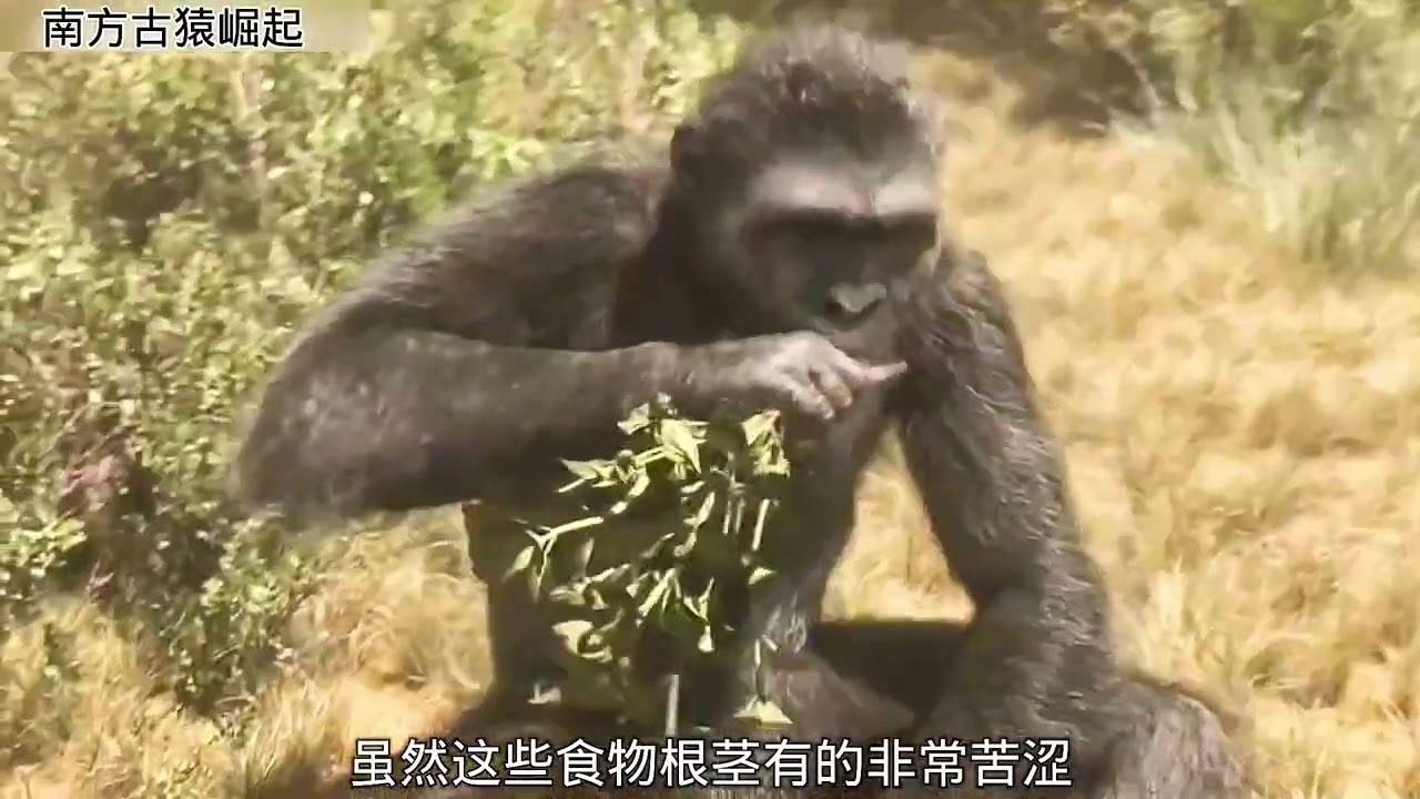 剑齿虎狩猎南方古猿，我们的祖先生存陷入前所未有的困境！ #神奇动物在抖音 #南方古猿 #动物世界 #史前巨兽 #电影解说
