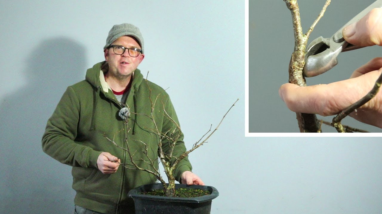 Winter styling of a yamadori hazel