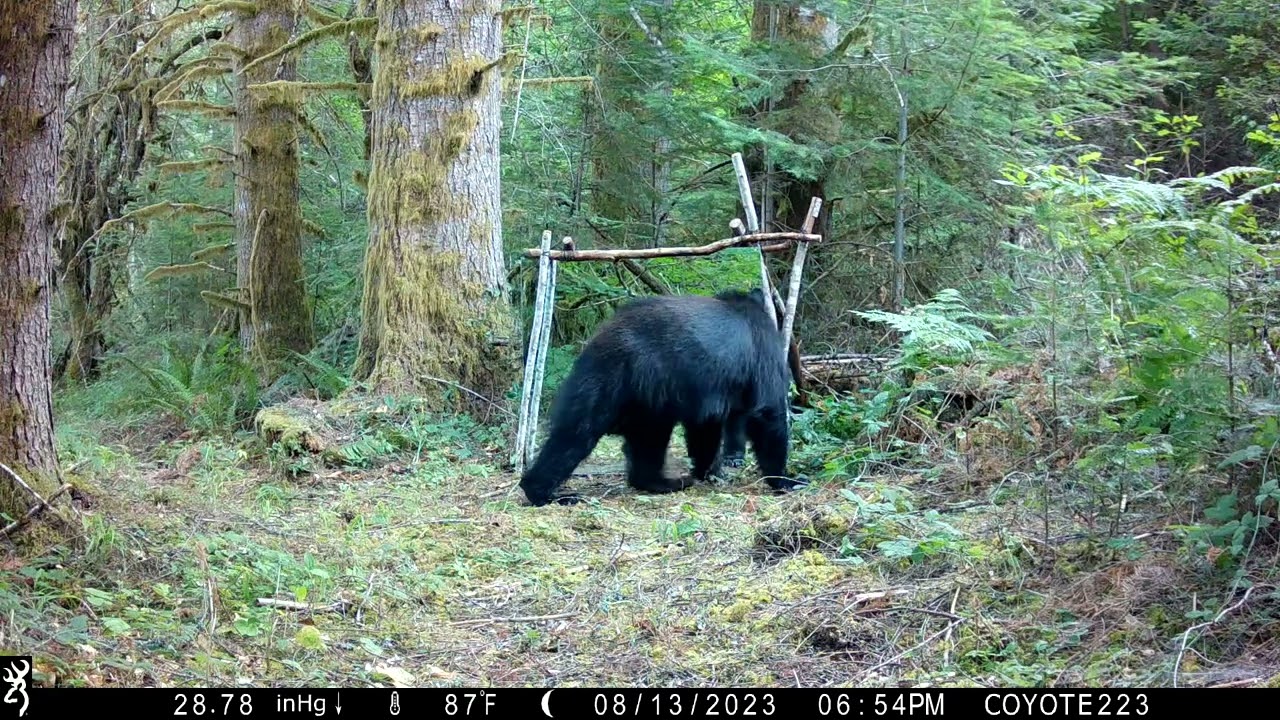 Black bear and the mirror,,,