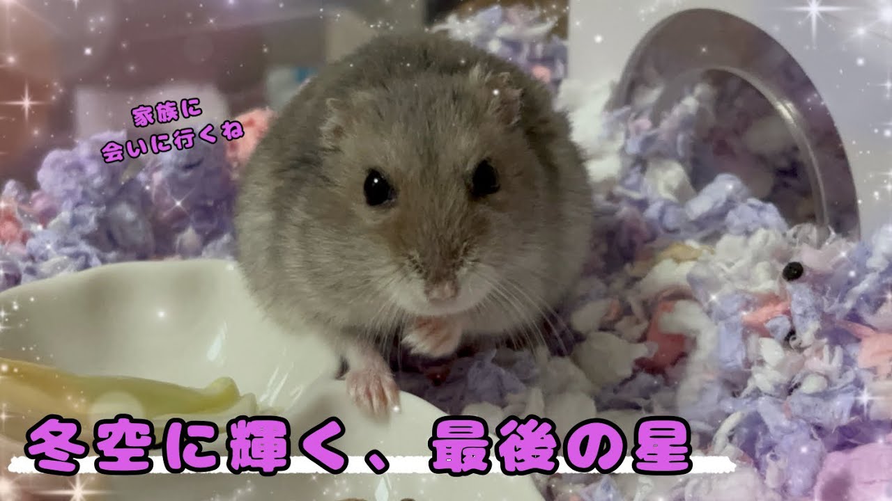【2歳1ヶ月】3兄妹、最後の星の旅立ち〜ジャンガリアンハムスター