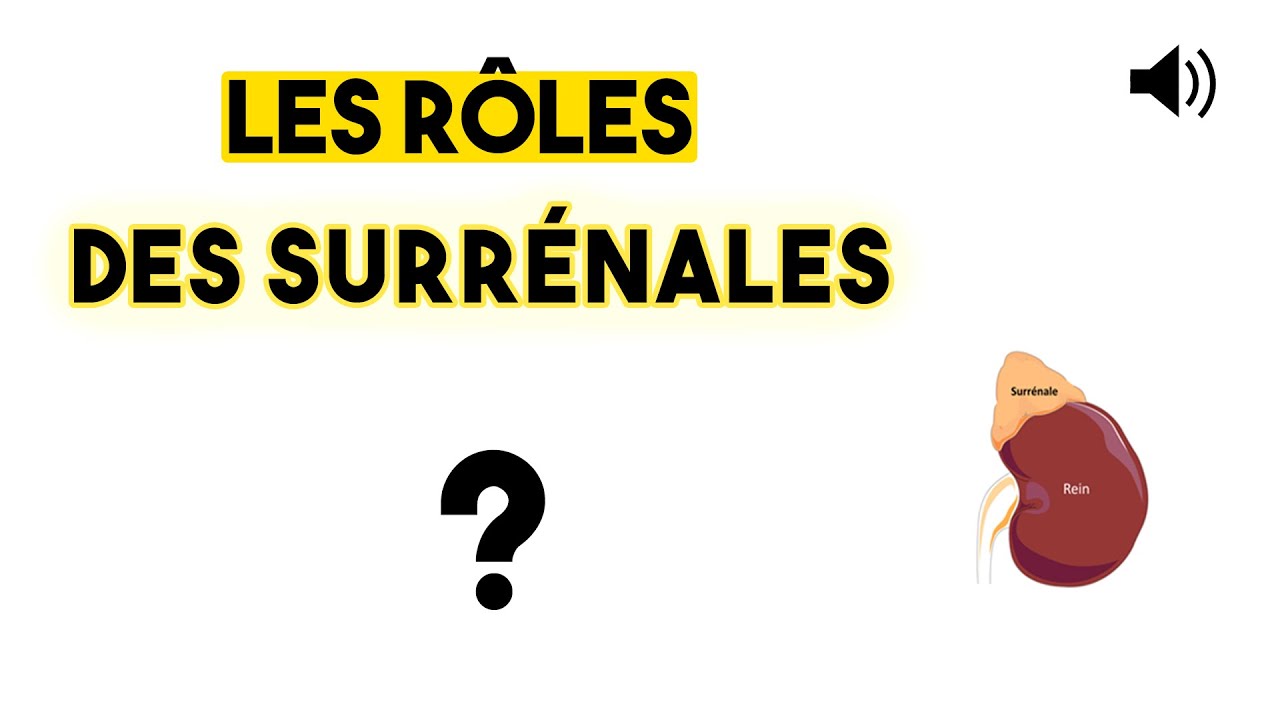 LES SURRÉNALES - Anatomie et Physiologie