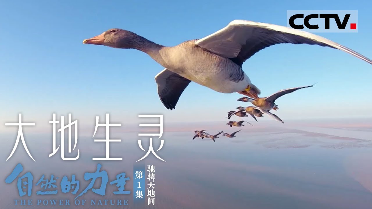 《自然的力量·大地生灵》第1集 大雁视角下的动物们长啥样？一起跟随大雁俯瞰“大地生灵”！The Power of Nature EP1【CCTV纪录】