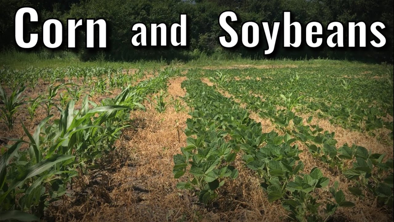 Planting Corn and Soybean Food Plot With 2 Row Corn Planter