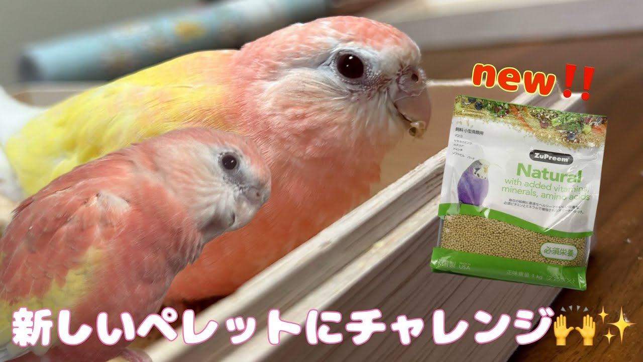 【アキクサインコ】新しいペレットが予想外に美味しくて食べまくるアキクサインコ😋🍽️