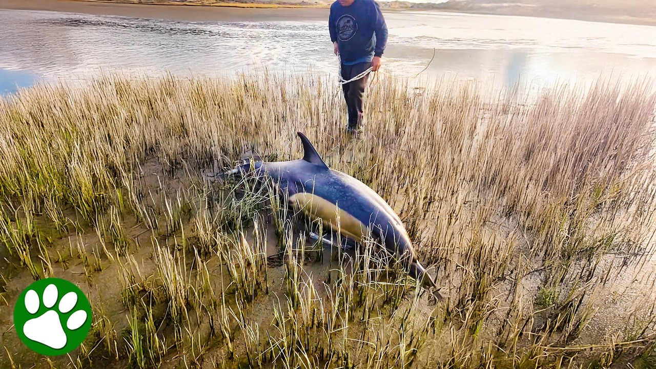 Couple Finds Stranded Dolphins On Deserted Beach