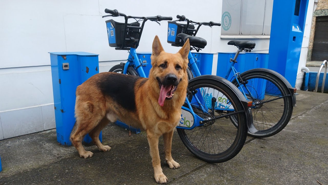 🔴Domingo en la CICLOVÍA con Apolo 🚶‍♀️🐾 | Caminata, risas y momentos reales