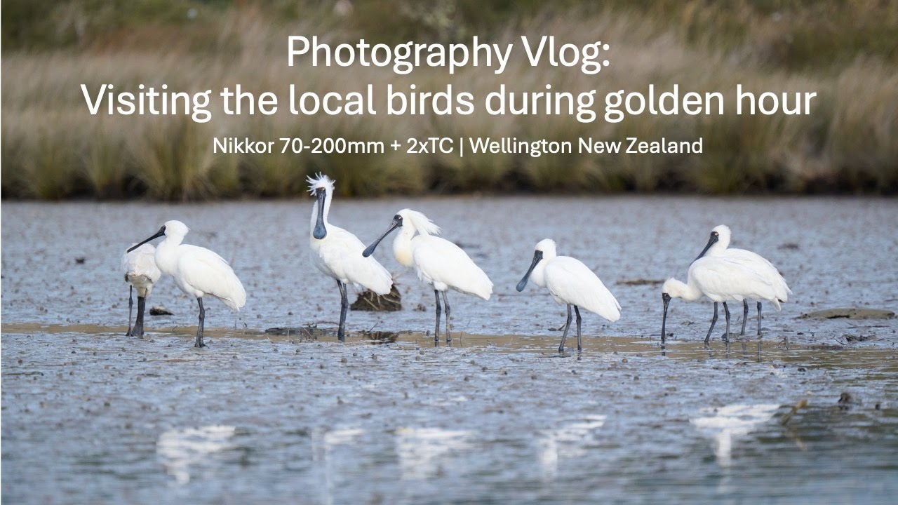 Photography Vlog: Photographing the local birds at golden hour | Nikon 70-200mm + 2xTC