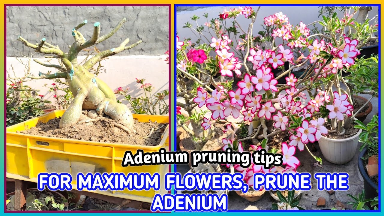 FOR MAXIMUM FLOWERS, PRUNE THE ADENIUM.Adenium pruning tips | My Terrace Garden @Baghwani695 