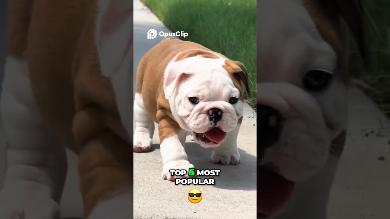 Английский бульдог 🐶 Популярная, нежная и милая порода
