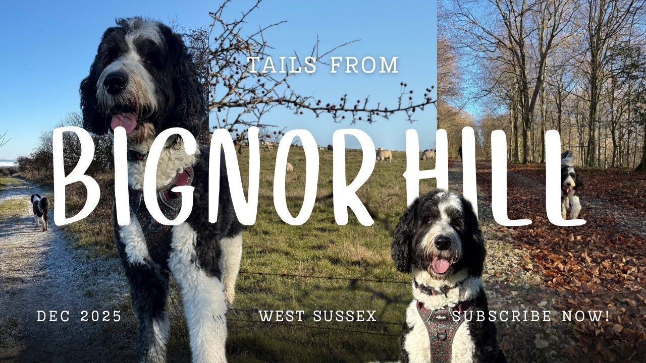 Tails from Bignor Hill 🐾 | A Sheepadoodle in Sussex