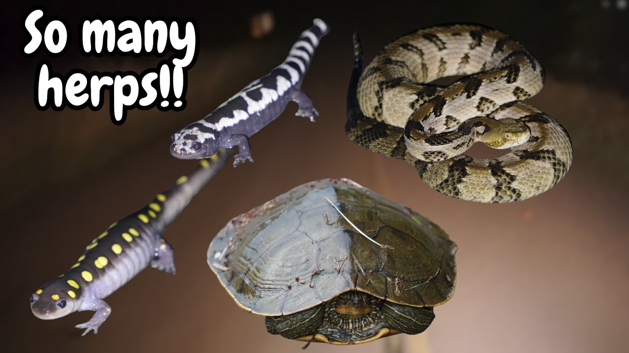The Grind Keeps Going! Timber Rattlesnake, Marbled Salamanders, Red Salamanders and More!