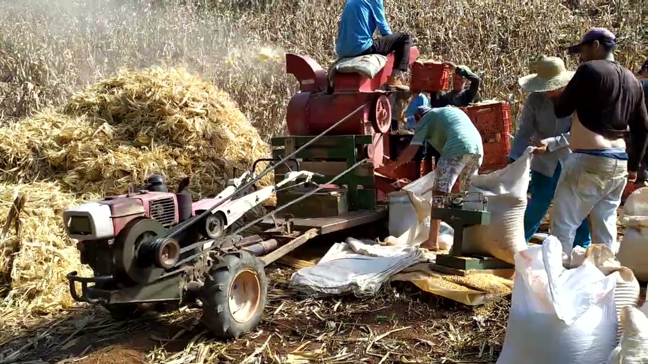 A incrível máquina de debulhar milho para Micro trator!!