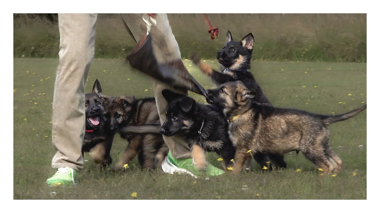 Kraftwerk K9 German Shepherds - Simple Temperament Test!