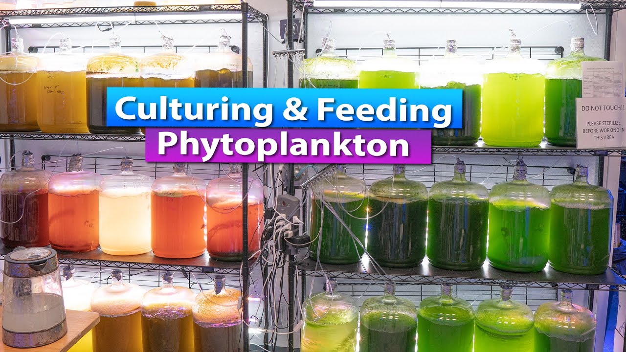 Culturing and Feed Phytoplankton to your Saltwater Aquarium Reef Tank