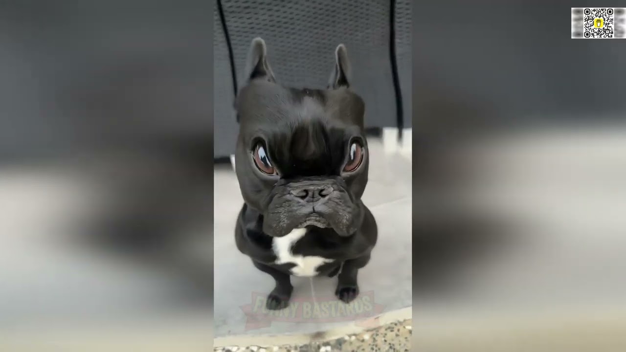 🖕🐕 PETS ON THE RUN: The 2026 Ghetto Heist Files! 🐈🚨