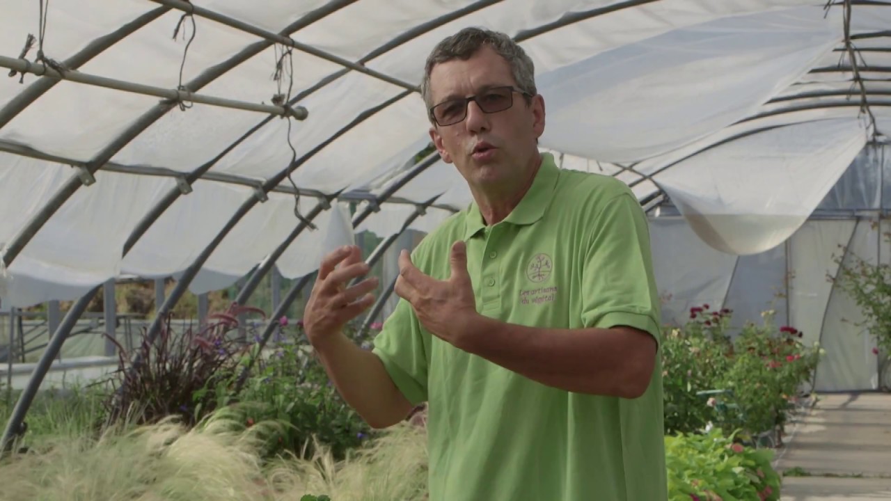 Produire de belles plantes naturellement grâce à la protection biologique intégrée