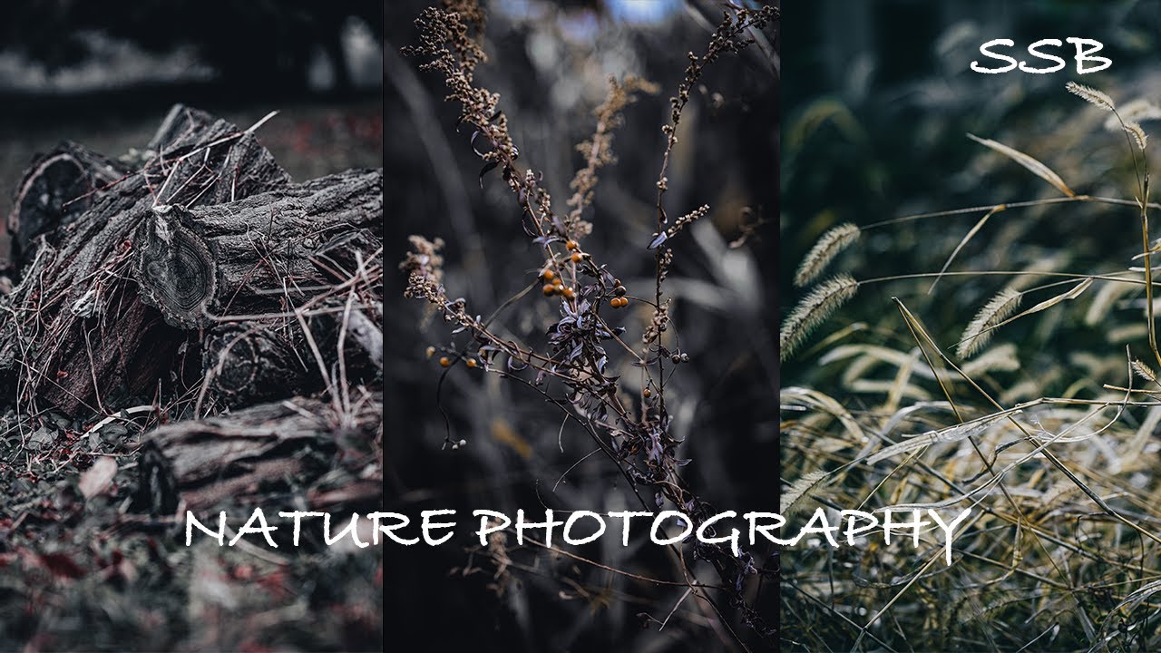 22 minutes POV NATURE PHOTOGRAPHY/85mm[Nikon Z6II]