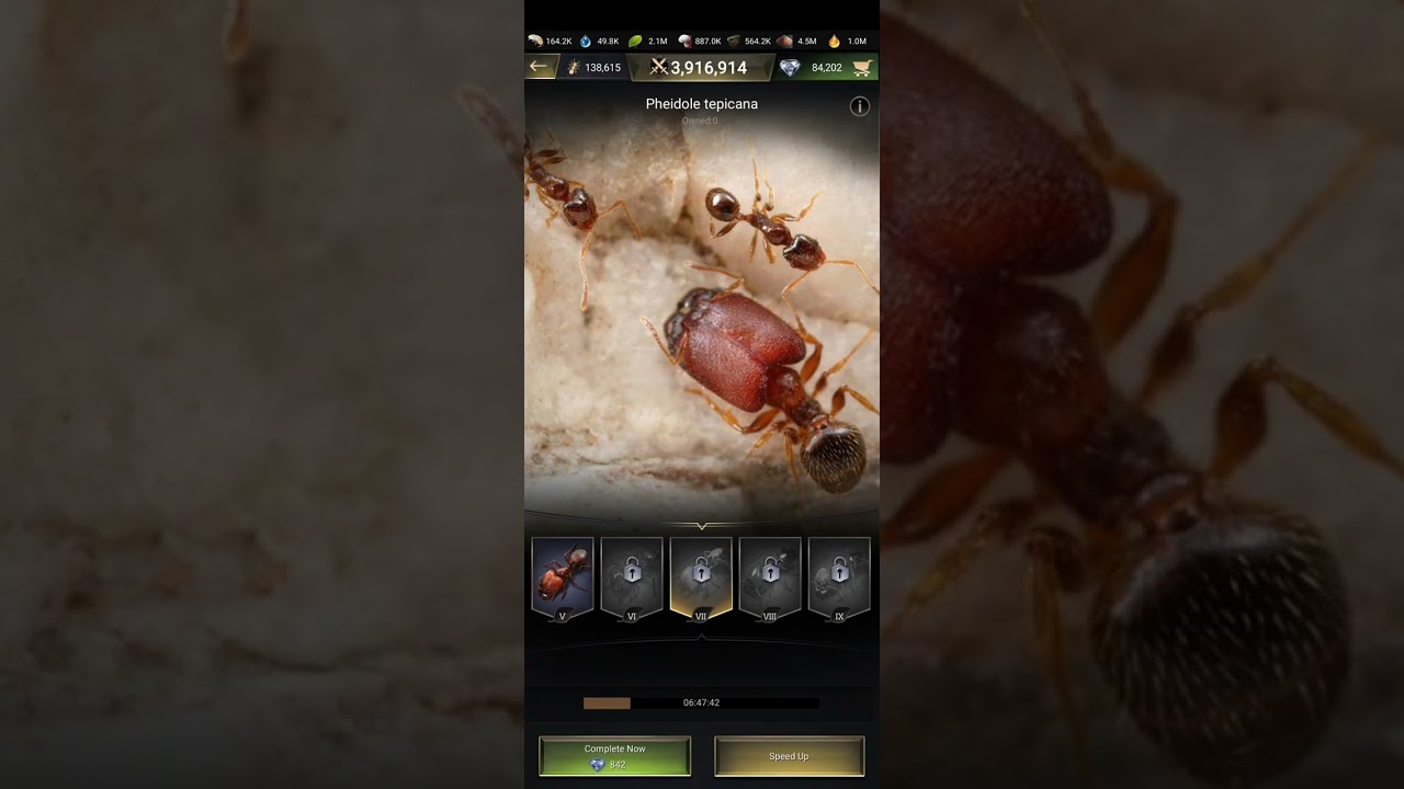 The ants underground Kingdom tips and tricks attributes upgrade 