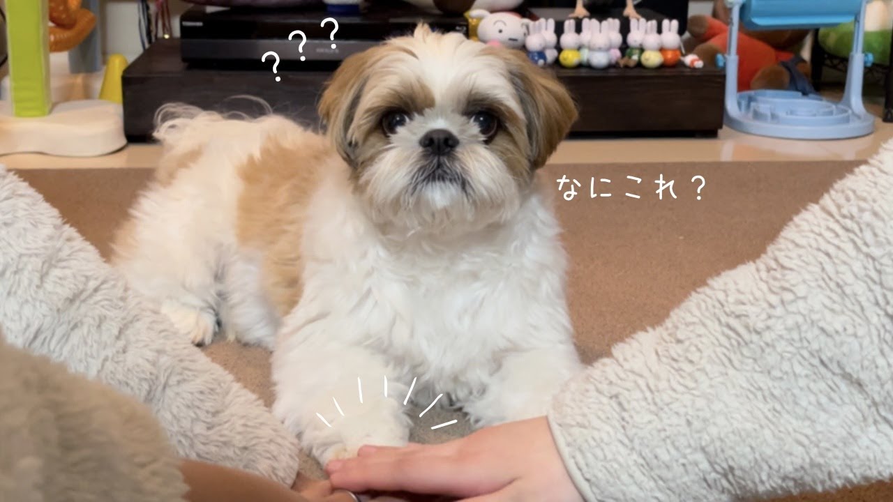 【シーズー】家族の絆が試される？！一致団結チャレンジで愛犬に可愛すぎ注意報発令w w w【犬Vlog】