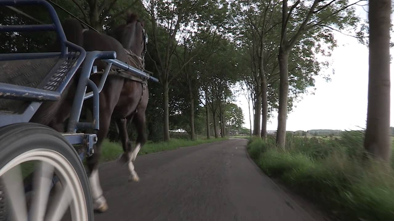 Profiel Cees van der maat