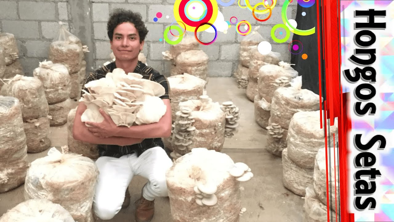 Excelente Cosecha de Setas | Cuidados + Importantes 🍄 ✅