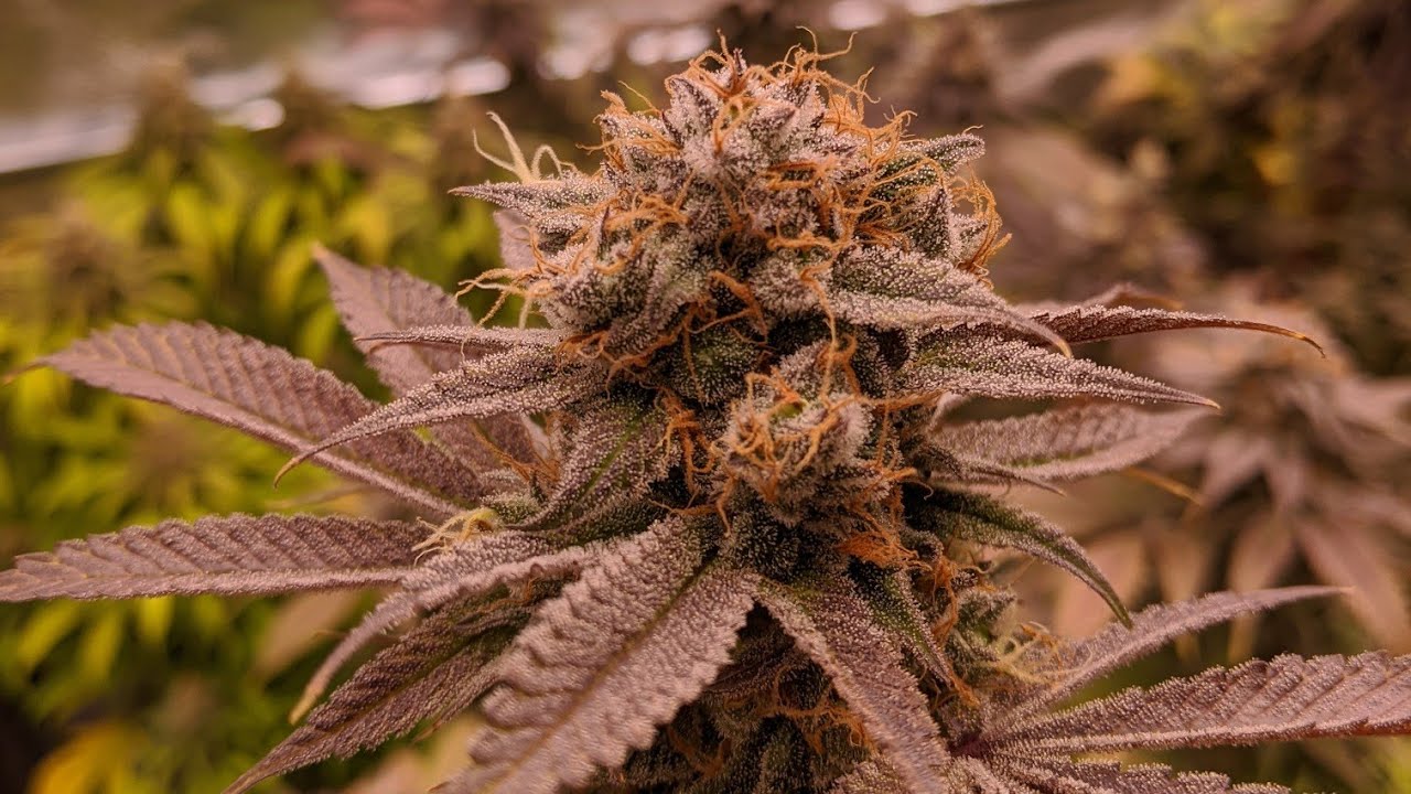 HOW I FLUSH ORGANIC AND BOTTLE NUTRIENTS CANNABIS PLANTS - LEGAL ACMPR GROW WITH STEPWELL SOIL