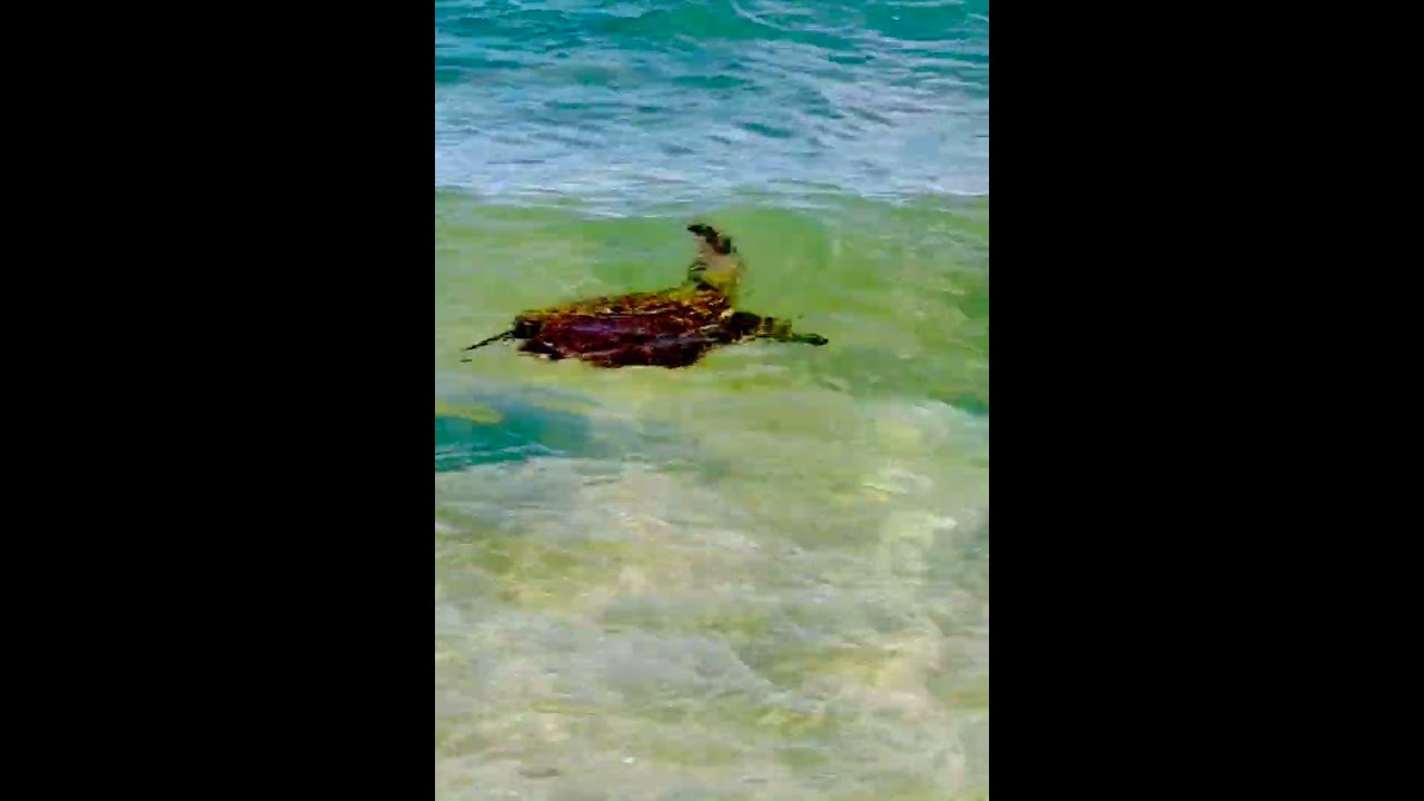 Cute Sea Turtles Honu #hawaii #honu #seaturtles #relax #relaxing #ocean #honu #hawaiian #beach #sea