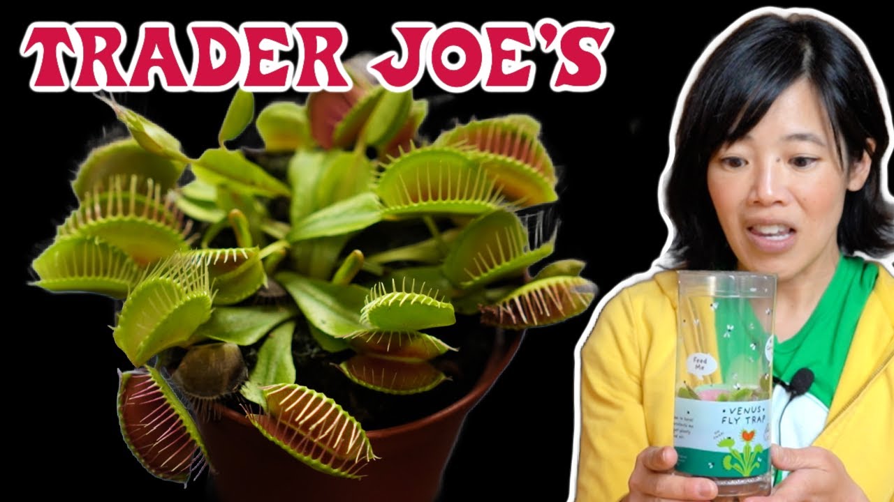 First Time Feeding a Trader Joe's Venus Fly Trap