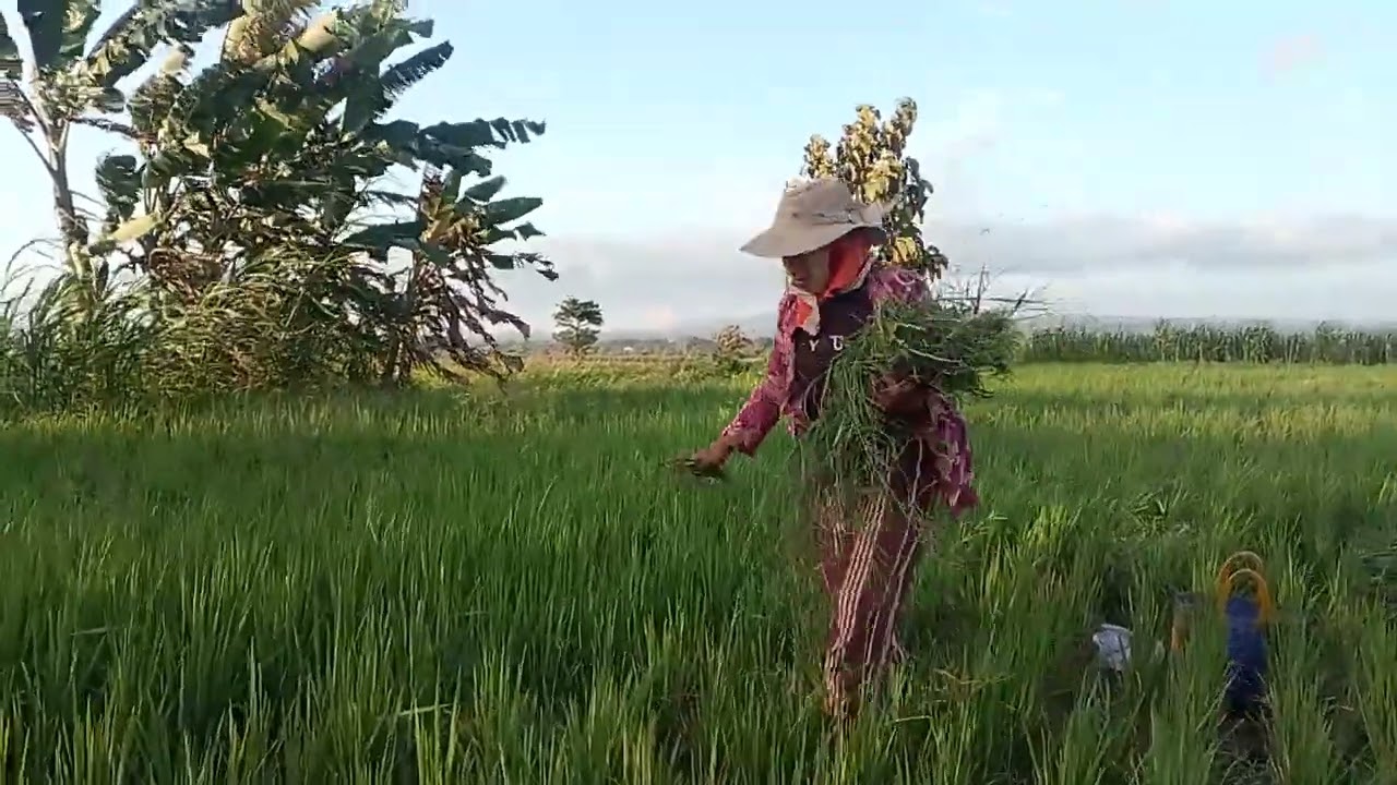 Wong gabut iki gabut gabut gabut gays #fyp#gabut