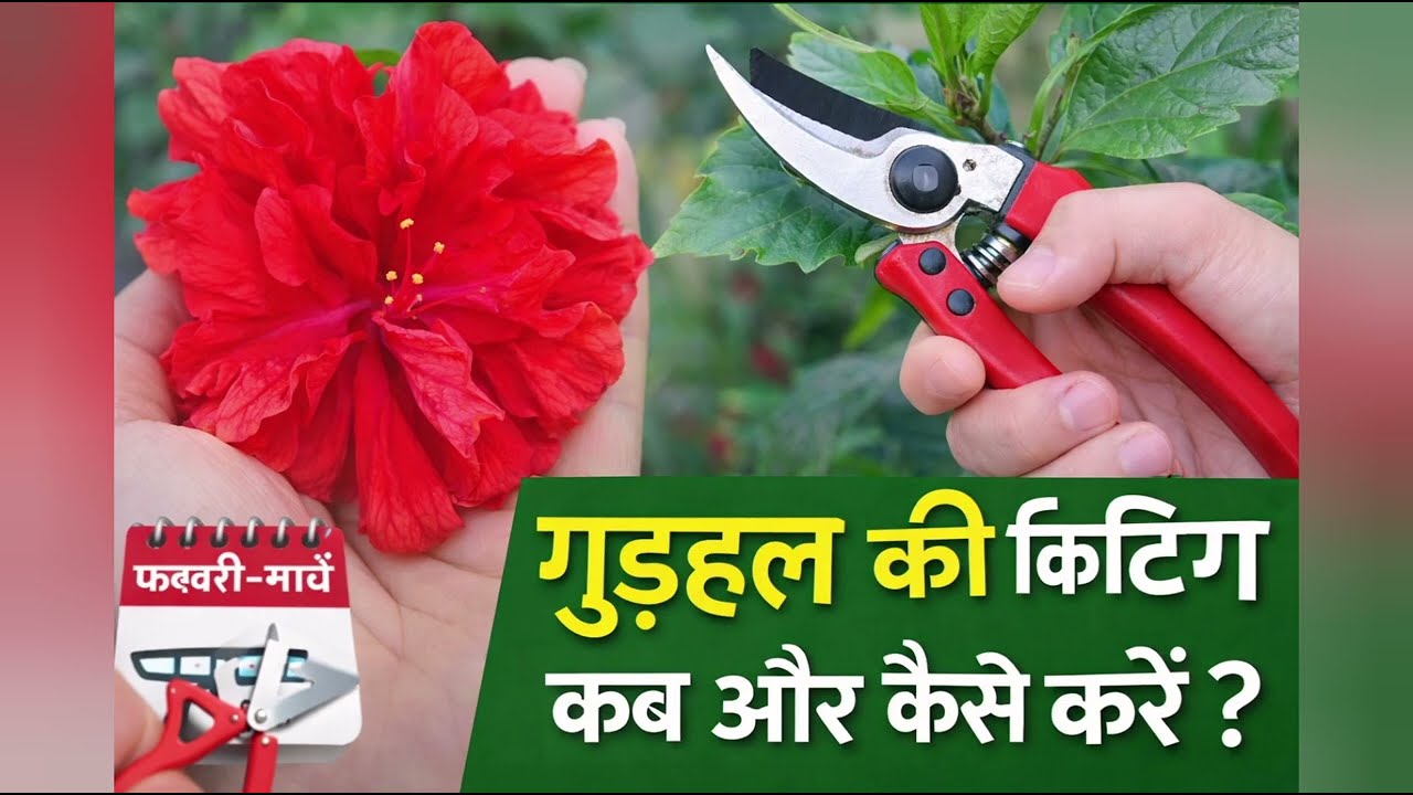 गुड़हल की देखभाल कब और कैसे करें. #plantvibes#hibiscus #flowers # 