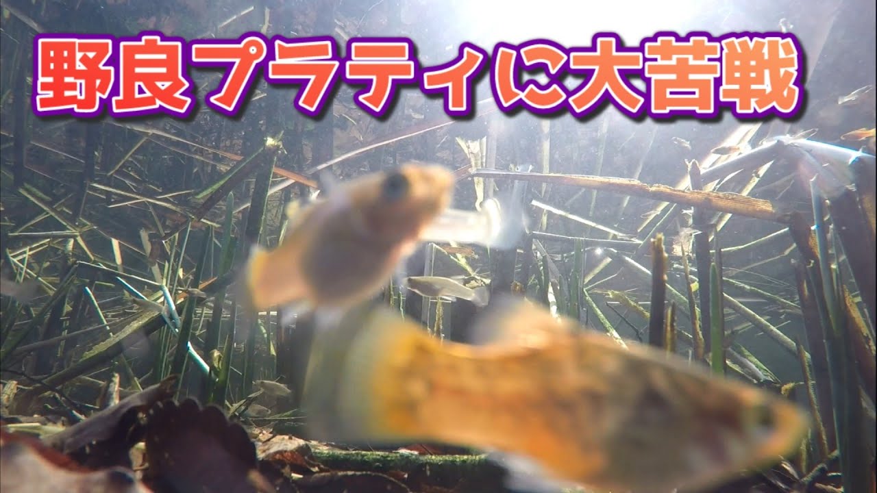 兵庫県の用水路にいる野生のプラティをガサガサで捕まえる。