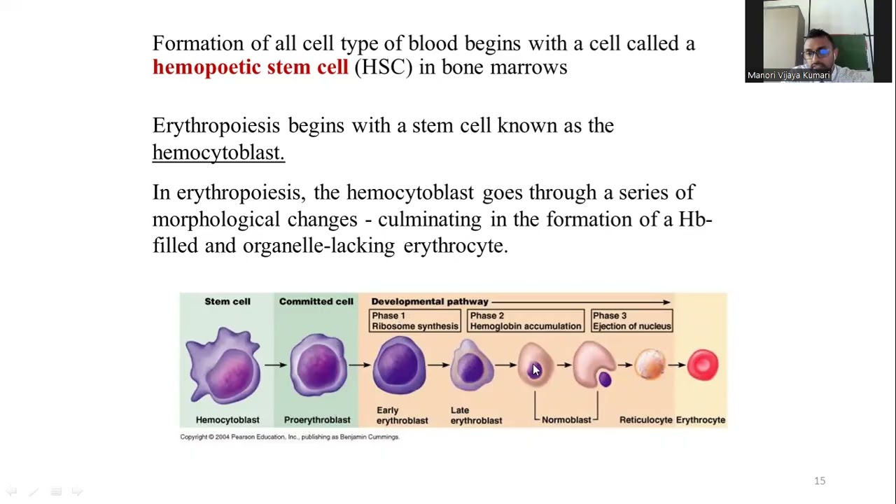 Blood Components and Functions: A Simplified Visual Guide