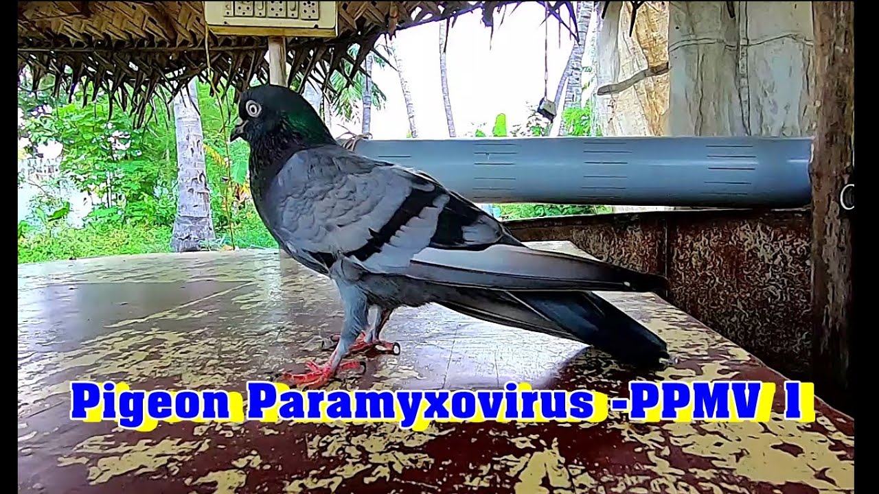 புறாக்களில் தலை ஆட்டி நோய் Pigeon ParamyxoVirus Infection  PPMV1