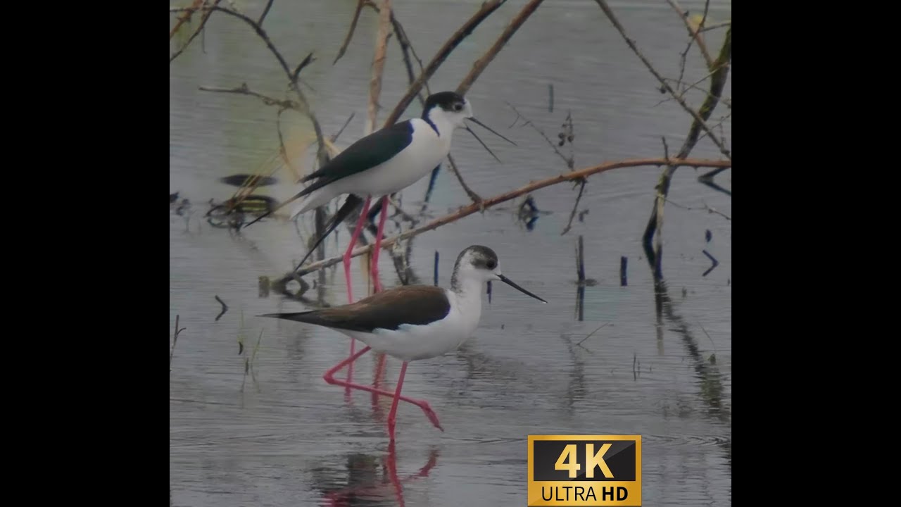 Rarität Stelzenläufer  vor Ostern im LK Leipzig #Vogelbeobachtung