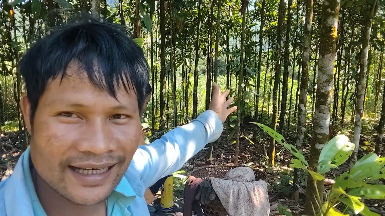 Đi làm cỏ quế 