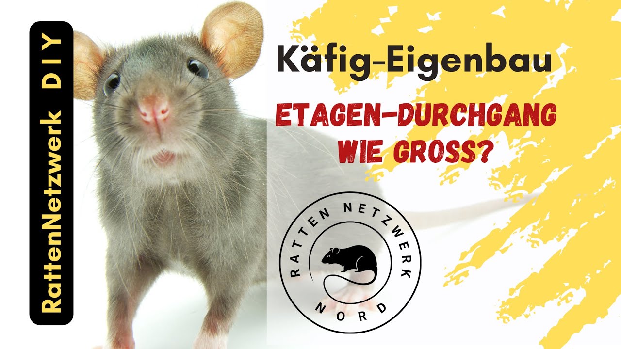 DIY RattenK&auml;fig Eigenbau - Wie gro&szlig; sollten die Etagen-Durchg&auml;nge sein?