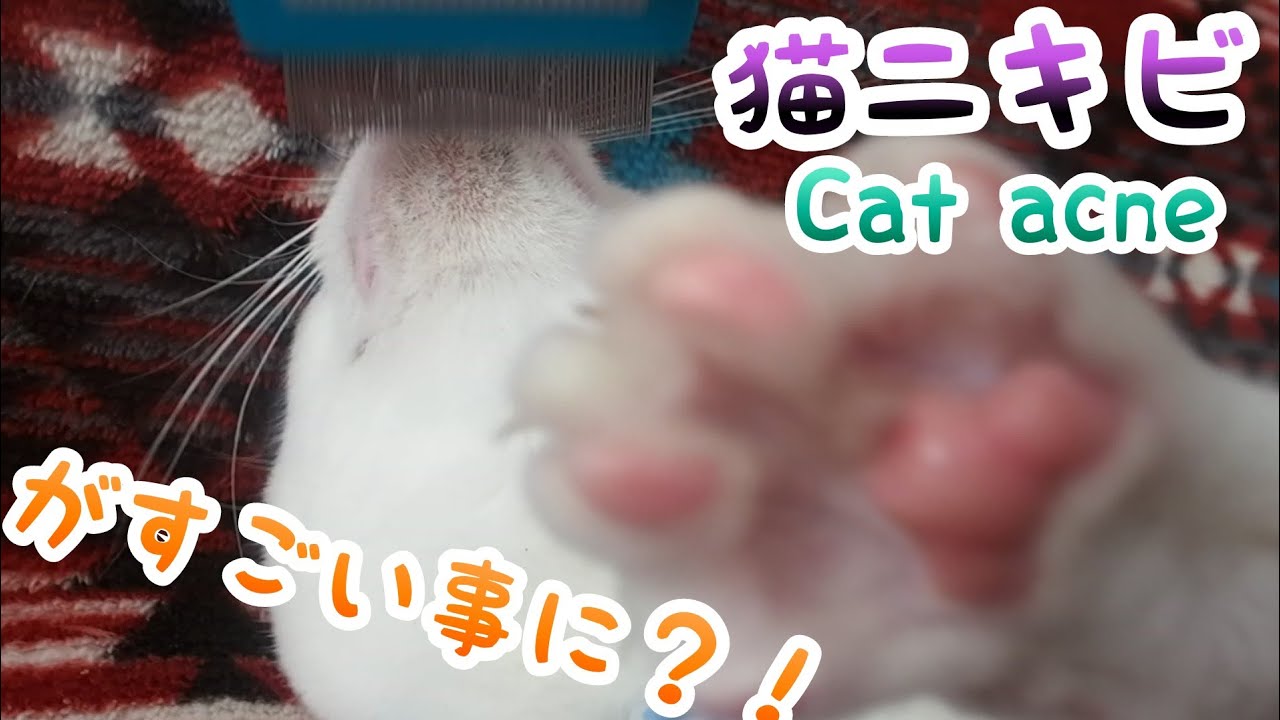 【閲覧プチ注意】猫ニキビがすごい事に？！ cat acne【オッドアイ白猫】
