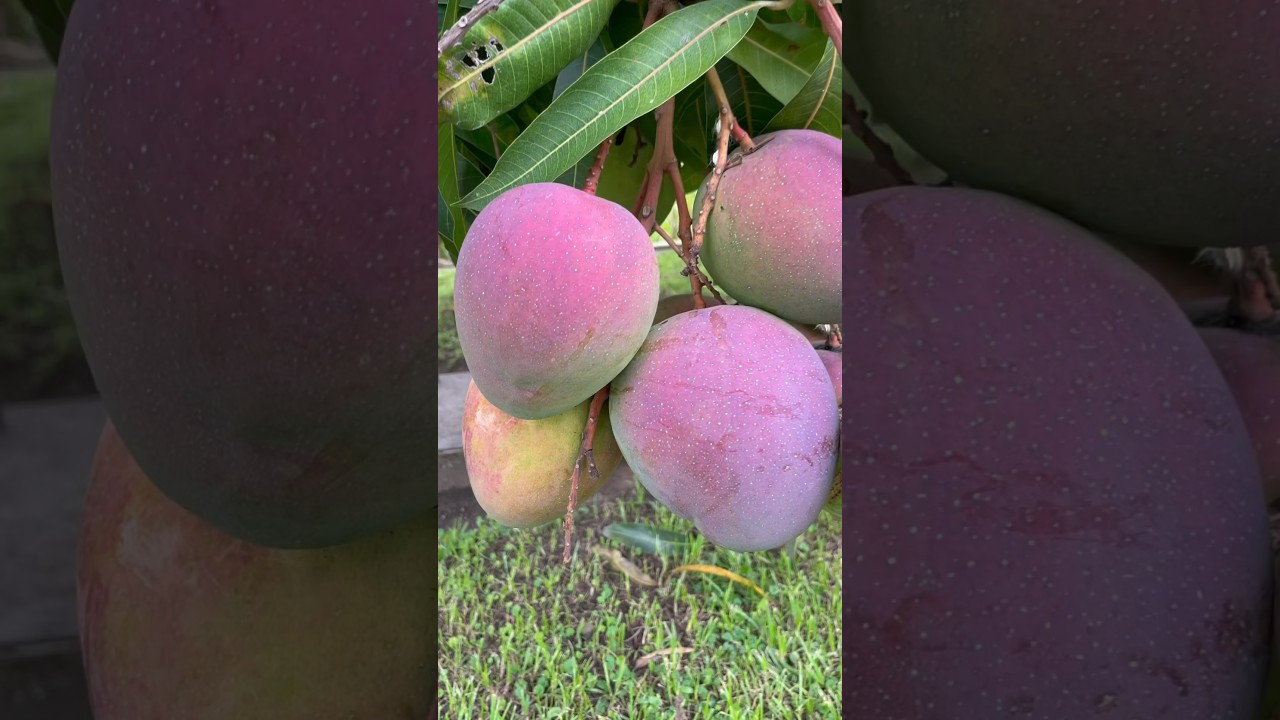 Harvesting purple mango