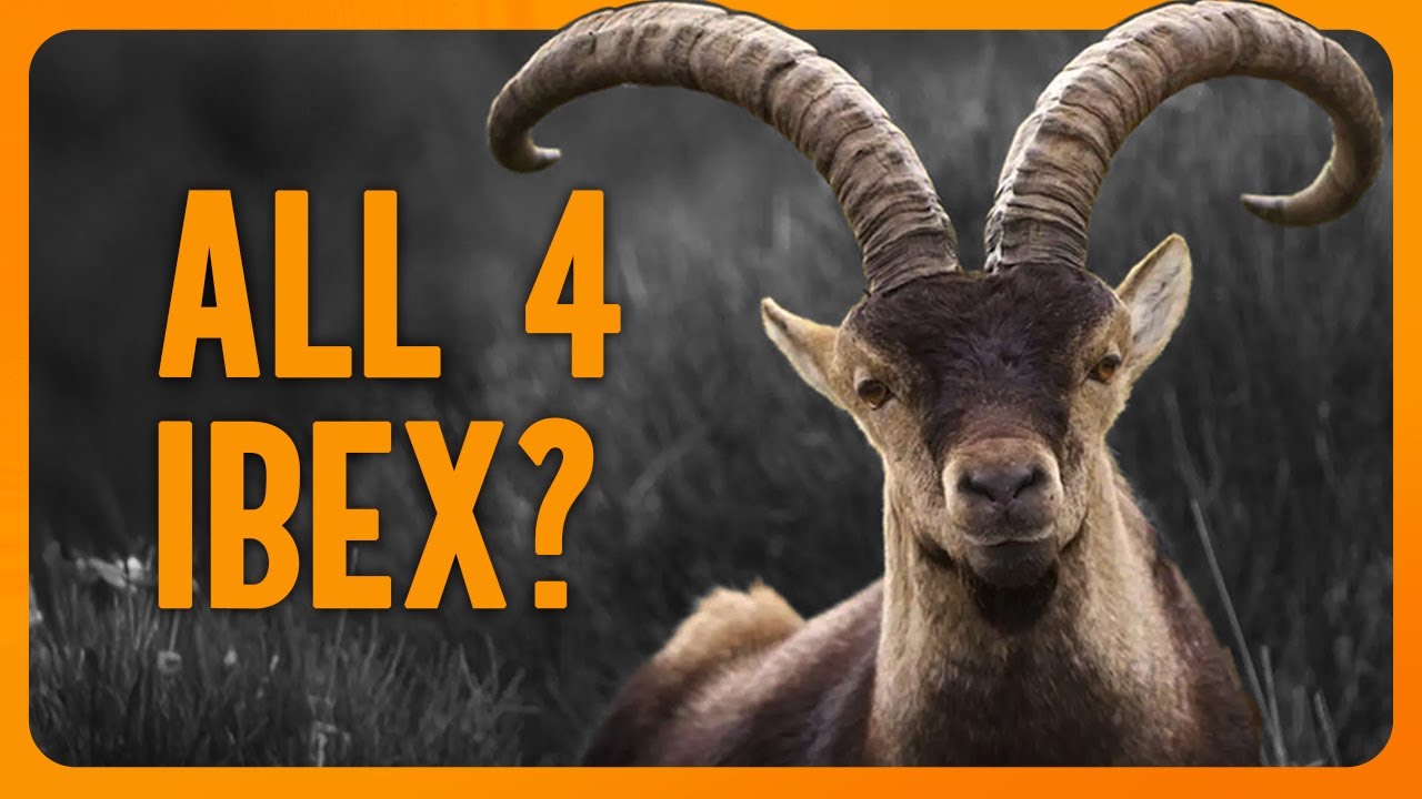 Hunting Spain&rsquo;s Iconic Ibex: Everything You Need to Know