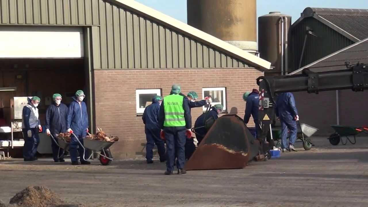 Ruimen boerderij met vogelgriep begonnen (video)