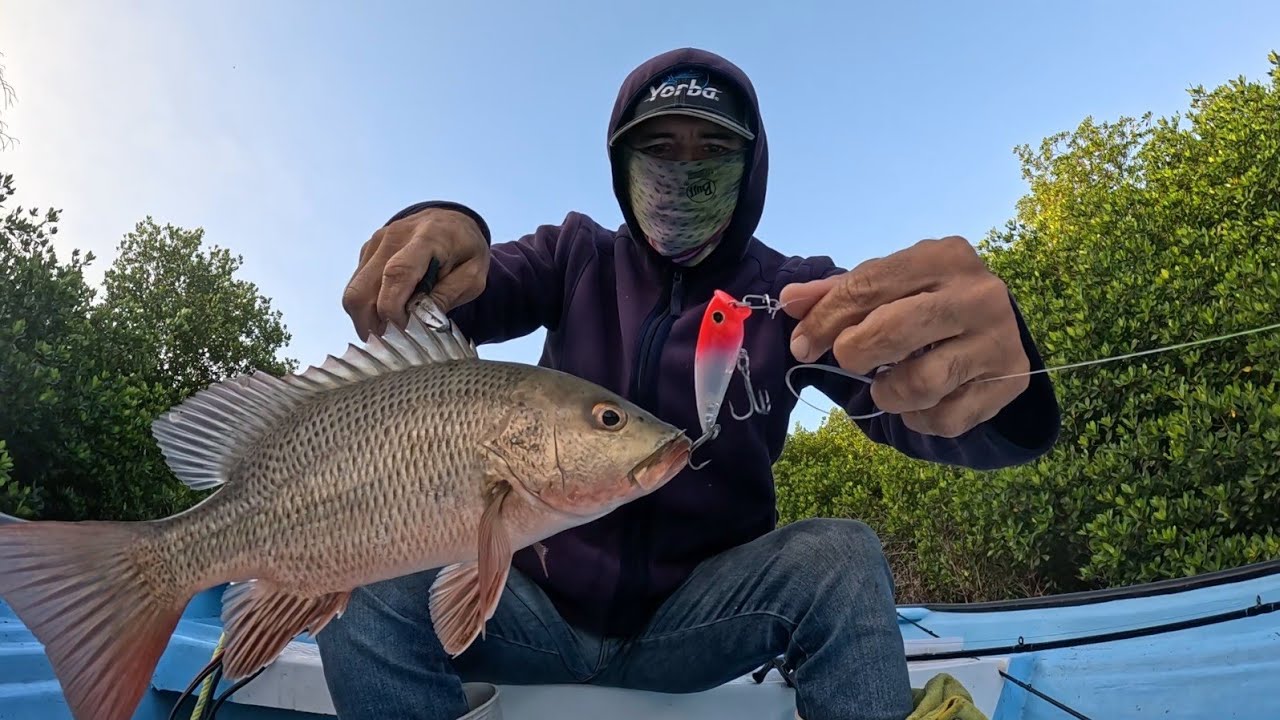 Buena Pesca en el Manglar Ataques de Pargo y Robalo en Superficie