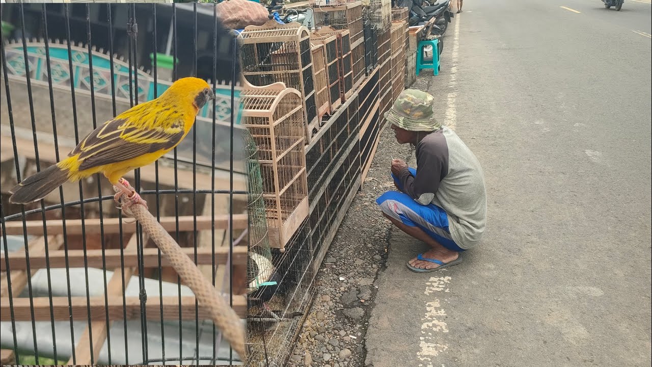 KAKEK NYA DEMI BURUNG IMPIAN NYA MANTAU SAMPE SERIUS