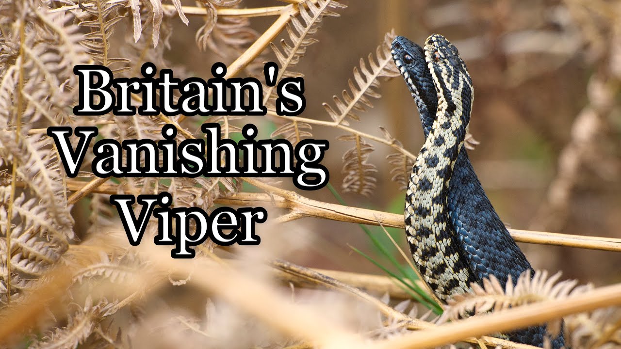 The Adder &ndash; Britain's Vanishing Viper