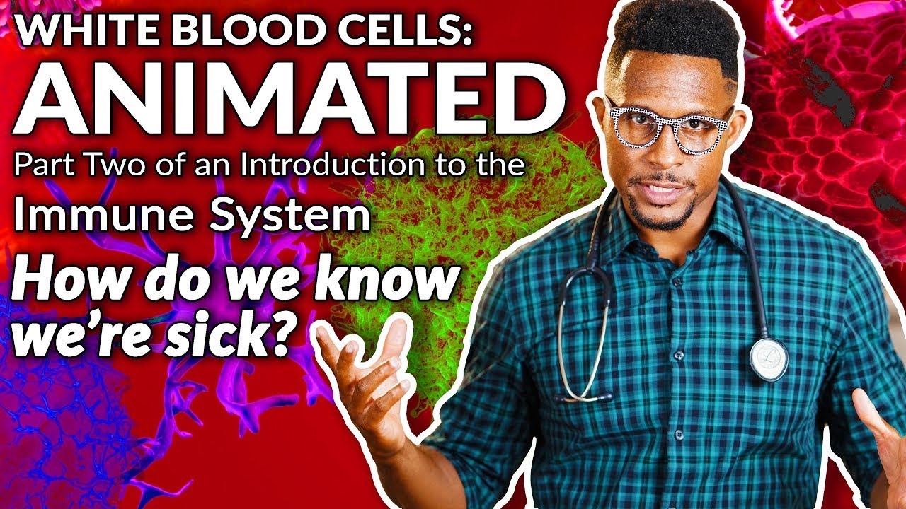 How does the body know it is sick?  This is part 2 of our White Blood Cells: Animated series